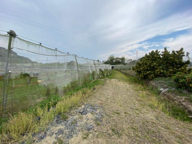 玉井農地-0