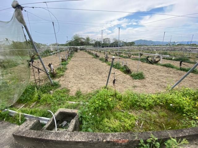 玉井農地-2
