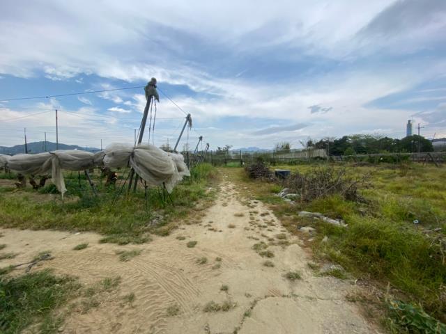 玉井農地-5