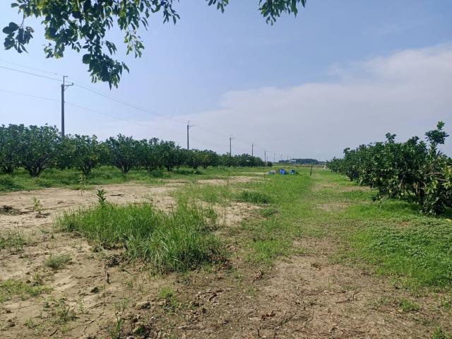 佳里農地-3