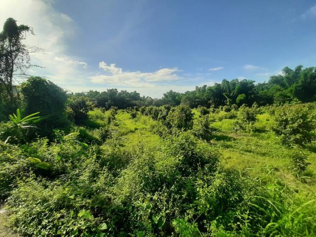 左鎮農地-3