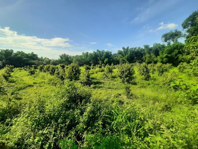 左鎮農地-4