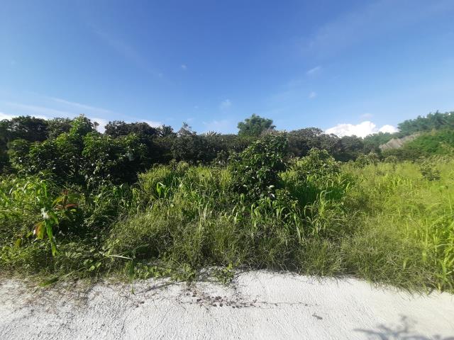 左鎮農地-1