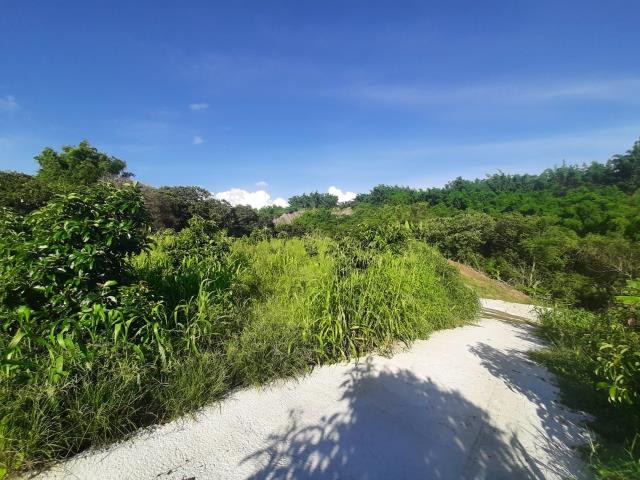 左鎮農地-2