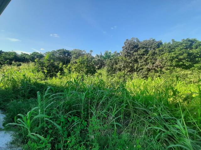 左鎮農地-5