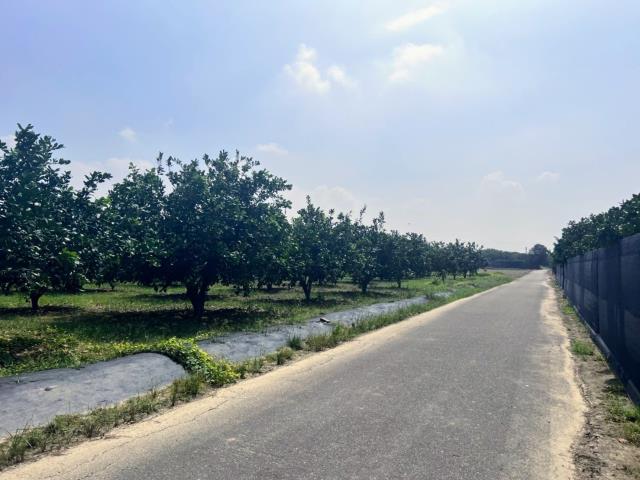 台南麻豆農地-2