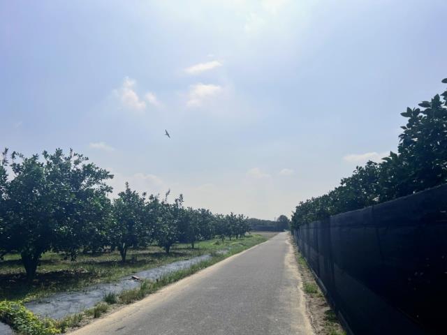 台南麻豆農地-3